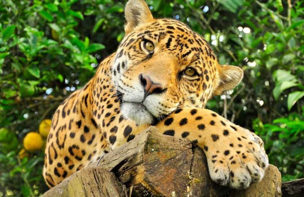 Amazon Jungle Trek