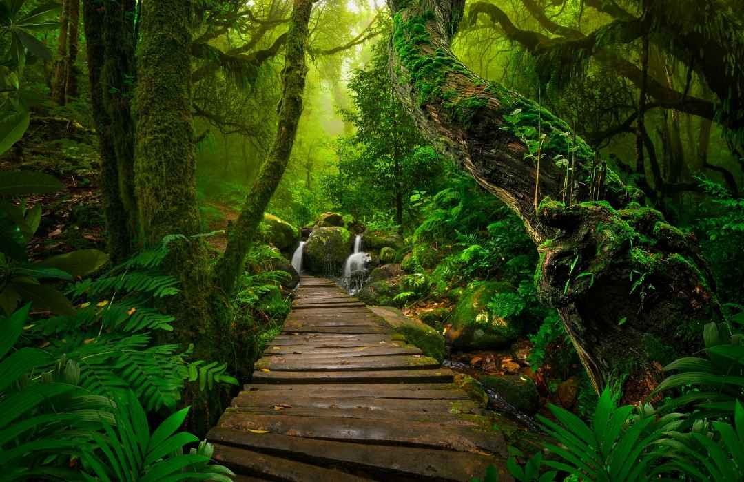 Amazon Rainforest adventure life