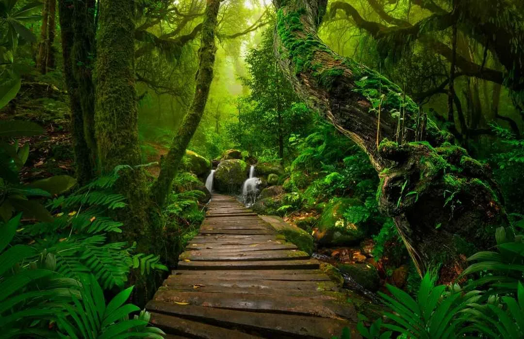 Amazon Rainforest adventure life