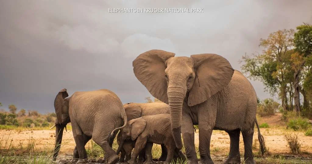 south africa savanah
