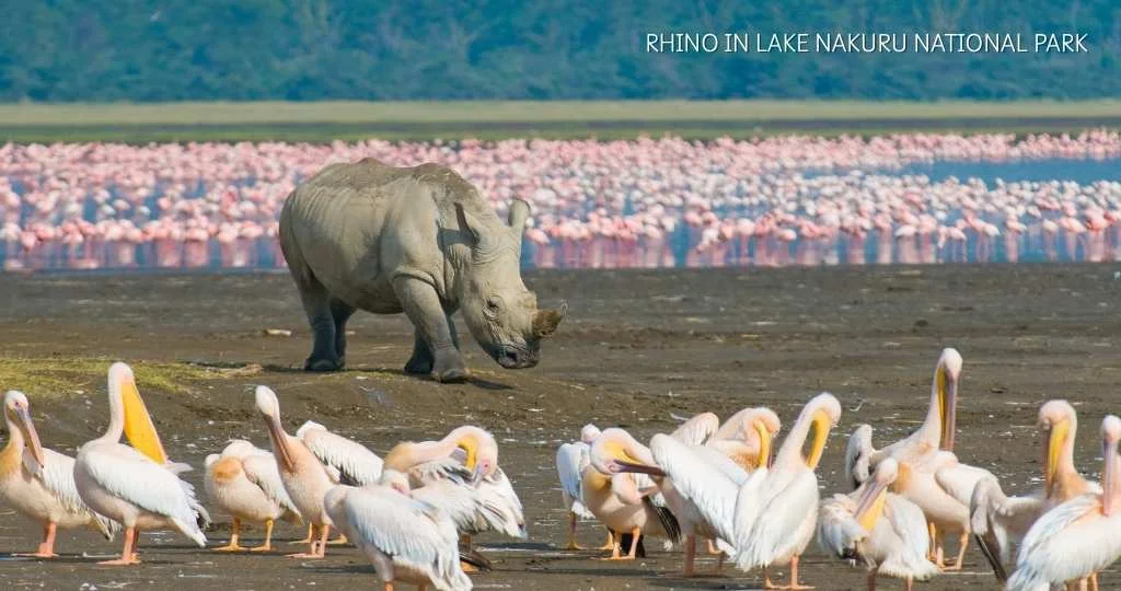 Lake Nakuru National Park