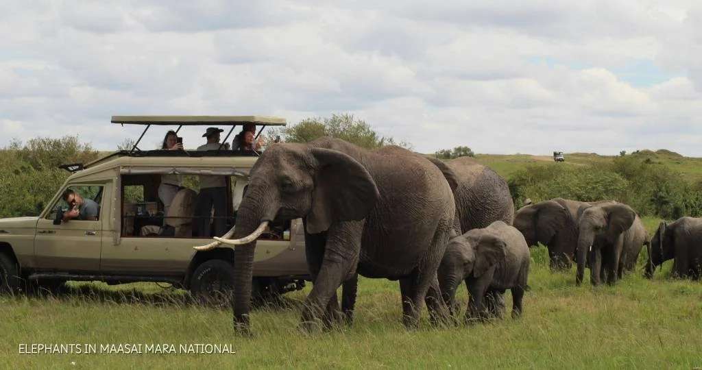 Kenya Safari Solo Travel Guide