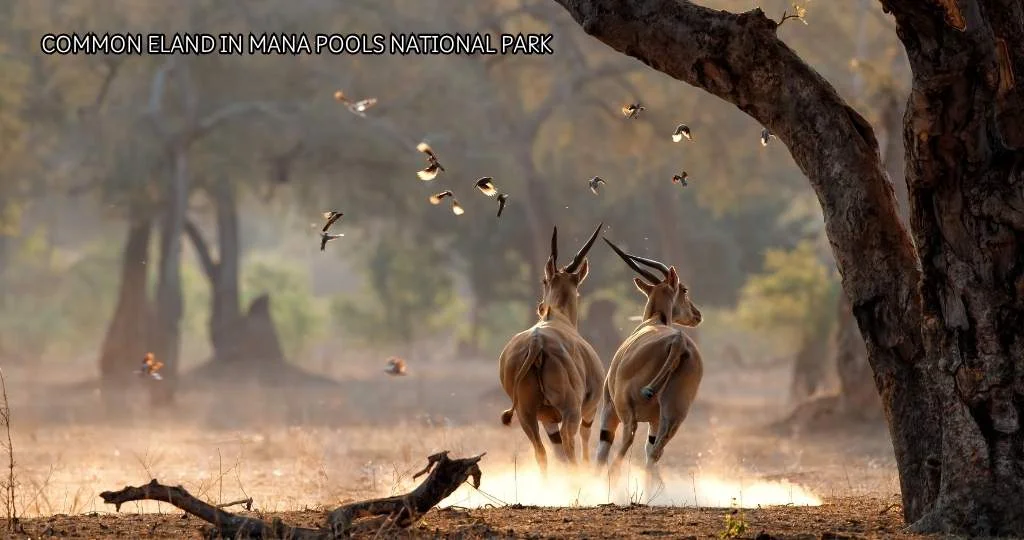 Authentic Solo African Experiences Zimbabwe