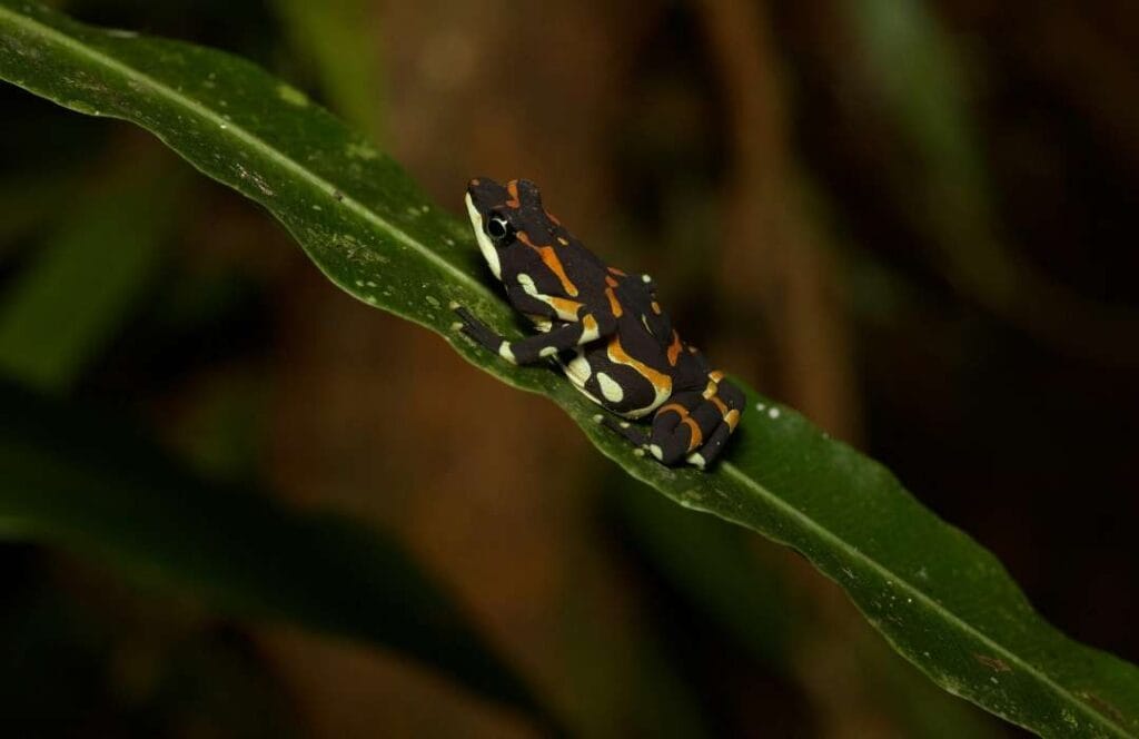 Spotting nocturnal insects and frogs