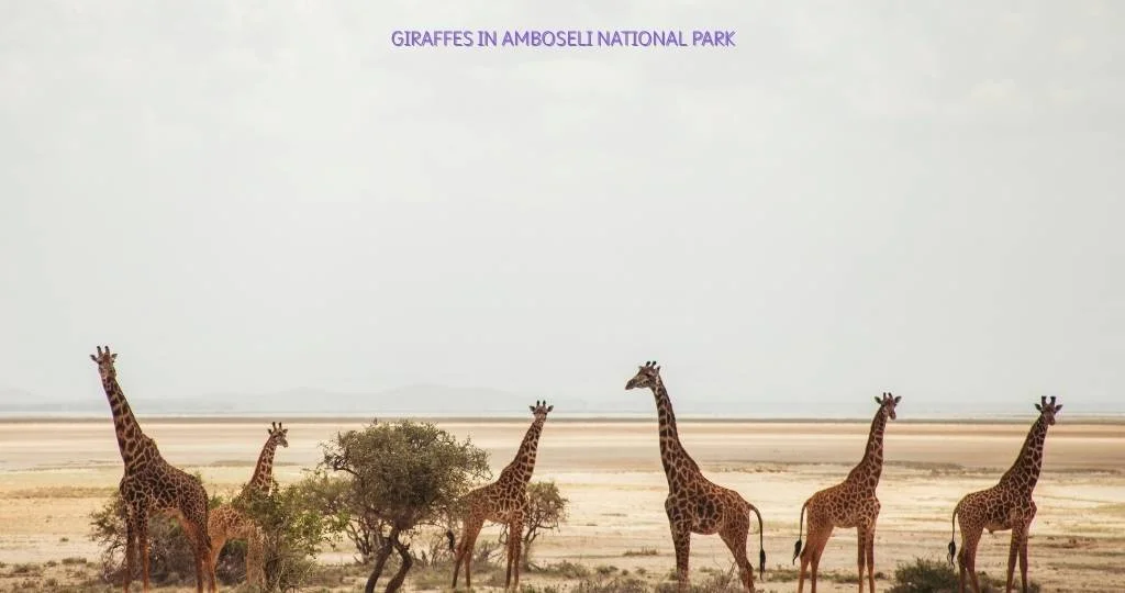 Kenya Safari Solo Travel Guide