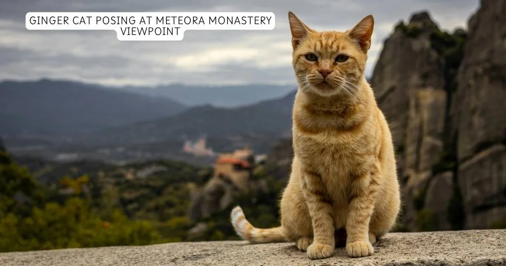ginger cat posing at meteora monastery viewpoint